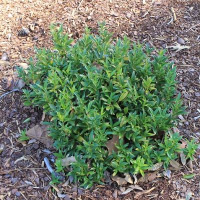 Fragrant Valley Himalayan Sweetbox